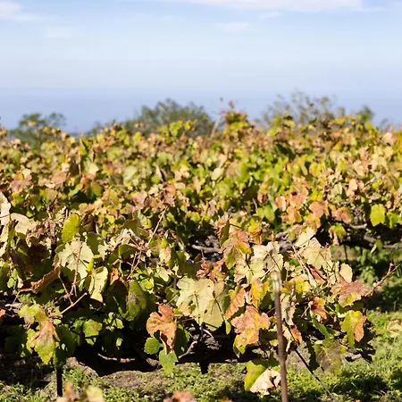 Διαμέρισμα Ek Teide El Milagro La Orotava